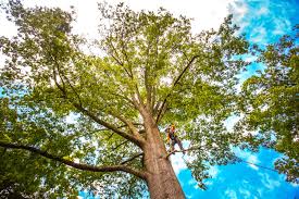 Best Tree Maintenance Programs  in Guyton, GA