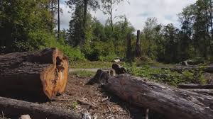 Best Tree and Shrub Care  in Guyton, GA