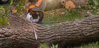 Best Tree Removal  in Guyton, GA