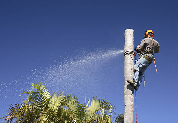 How Our Tree Care Process Works  in  Guyton, GA