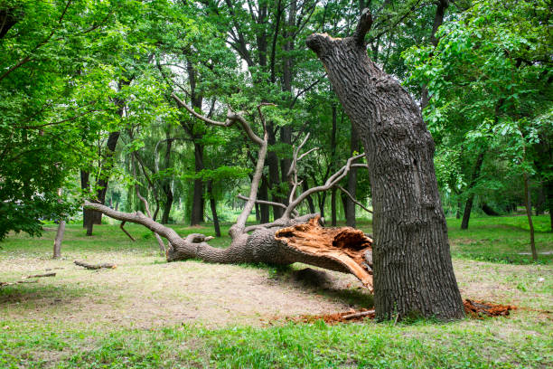 Best Lawn Disease Treatment  in Guyton, GA