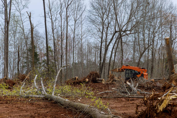 Best Root Management and Removal  in Guyton, GA