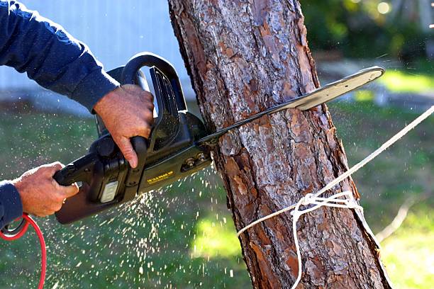 Best Storm Damage Tree Cleanup  in Guyton, GA