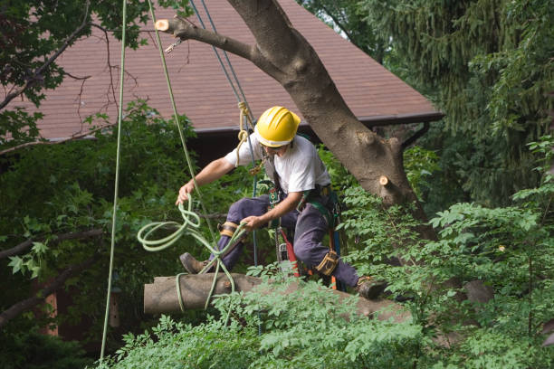 Best Fruit Tree Pruning  in Guyton, GA