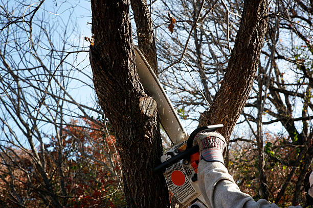 Best Palm Tree Trimming  in Guyton, GA