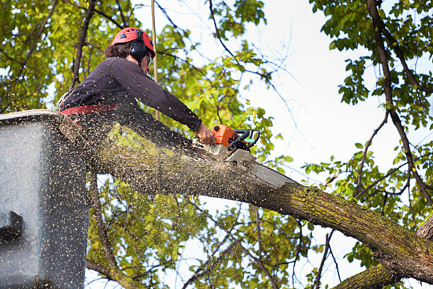 Lawn Maintenance Plans in Guyton, GA