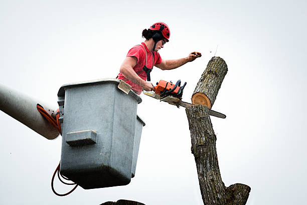 Best Tree Cabling and Bracing  in Guyton, GA
