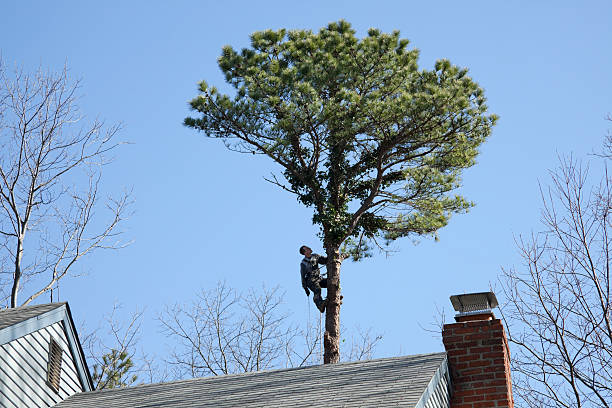 Best Tree Risk Assessment  in Guyton, GA