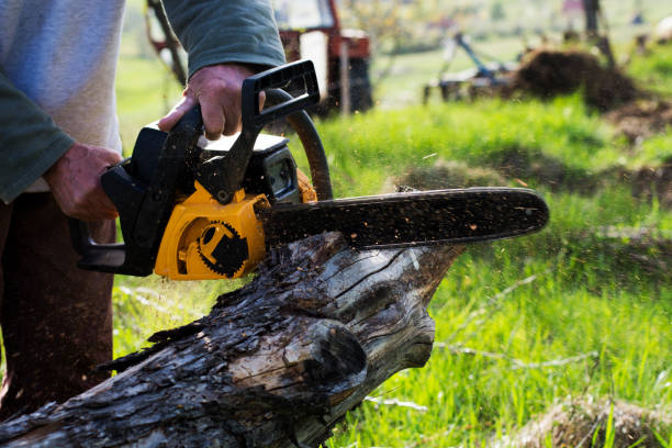 Best Firewood Processing and Delivery  in Guyton, GA
