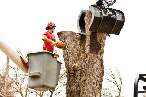 Best Tree Mulching  in Guyton, GA