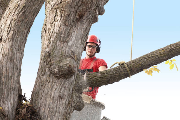 Best Tree Preservation Services  in Guyton, GA