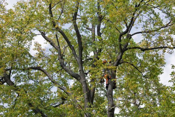 Best Commercial Tree Services  in Guyton, GA